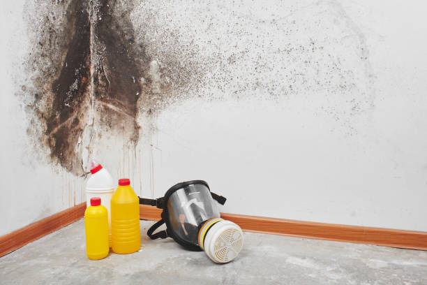 Best Mold Cleaning Services  in Kulpmont, PA