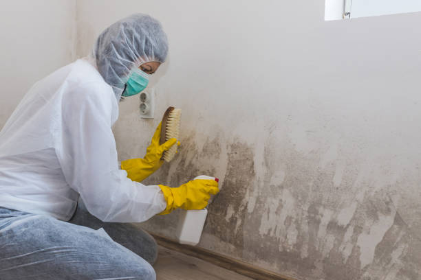 Best Residential Mold Removal  in Kulpmont, PA