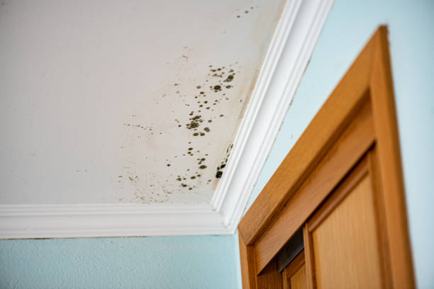 Best Commercial Mold Removal  in Kulpmont, PA