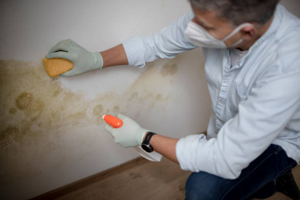 Best Mold Removal Process  in Kulpmont, PA