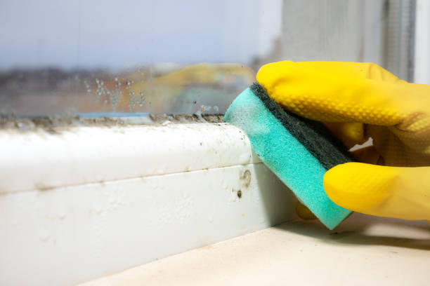 Best Attic Mold Removal  in Kulpmont, PA