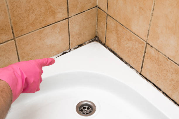 Best Black Mold Removal  in Kulpmont, PA